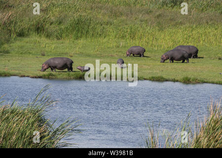 Flusspferde aus Wasser, Ngorongoro Krater, Tansania Stockfoto