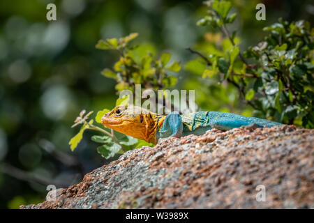 Eine bunte männlichen Collared Lizard (Crotaphytus collaris) oder Mountain Boomer ruht auf einem Felsen in der Wichita Mountains National Wildlife Refuge in Cache Stockfoto