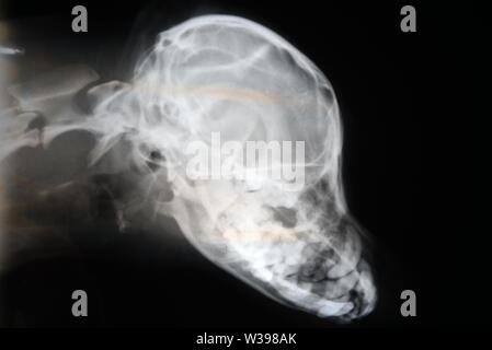 X-ray von Hund Schädel. Veterinär Röntgenbild. Stockfoto