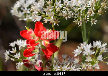 Indian Paintbrush (Castilleja Indivisa) gegen falsche Knoblauch oder Crowpoison an der Wichita Mountains NWR, Cache, OK, USA Stockfoto