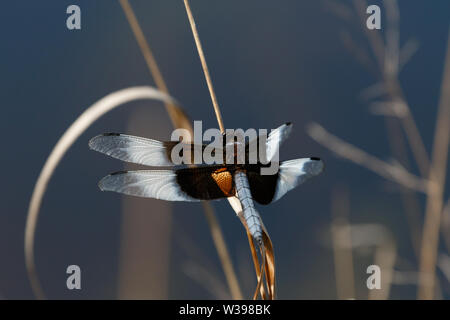 Männliche Witwe Skimmer (Libellula luctuosa) in der Wichita Mountains NWR, Cache, OK, USA Stockfoto