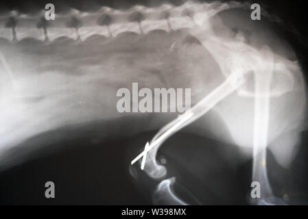 X-ray Film der Hund laterale Ansicht. Veterinärmedizin, Tiermedizin Anatomie Konzept. Stockfoto