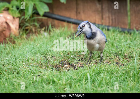Bluejay (Cyanocitta cristata) Ernährung auf dem Boden Stockfoto
