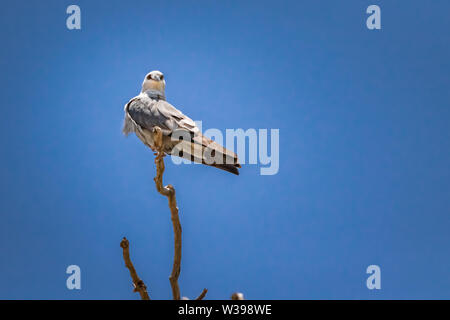 Mississippi Kite (Ictinia mississippiensis) in einem toten Baum gehockt Stockfoto