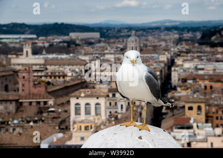 Eine Nahaufnahme einer Möwe thront auf dem Altare della Patria mit Blick auf die Stadt Rom. Stockfoto