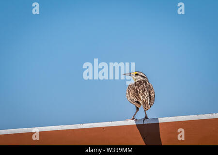 Eastern Meadowlark (Sturnella magna) auf einem Schild in der Wichita Mountains gelegen Stockfoto