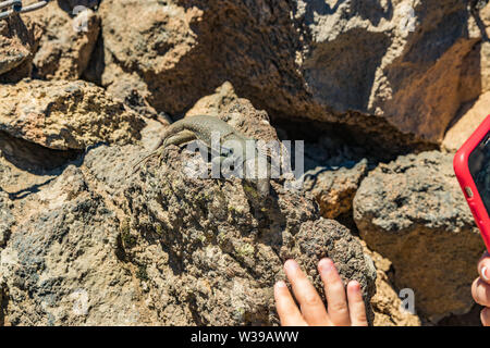 Kanarische Echsen GALLOTIA GALLOTI - ruht auf Lava Stein. Reptile starrt auf der Handfläche der Mann, der Bilder auf dem Handy. Close Up, Makro Stockfoto