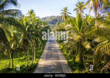 Landschaft mit grünen tropischen Wald mit vielen Kokospalmen - Kokos Wald auf Siargao Island, Philippinen Stockfoto