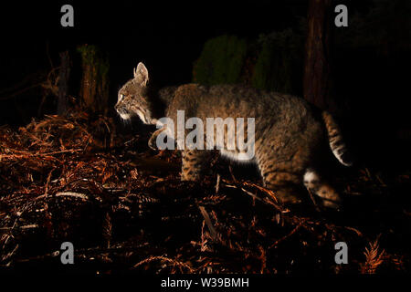 Ein Bobcat schleichen während der Jagd durch einen Mammutwald Stockfoto