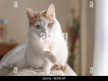 Adorable weiße Katze mit braunen Flecken kletterte auf einer Couch, Stretching der Pfote Stockfoto