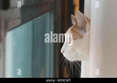 Weiße Katze mit braunen Flecken, die man vom Fenster aus sieht hinter einem Vorhang Stockfoto