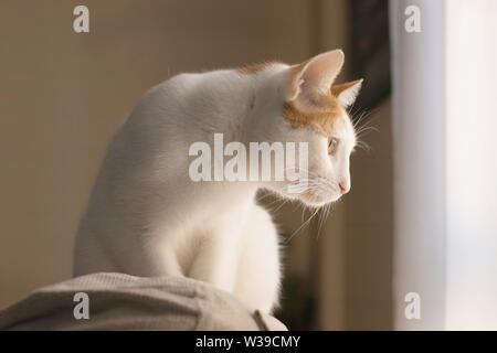 Adorable weiße Katze mit braunen Flecken auf einem Sofa mit Blick in Richtung der Fenster Stockfoto