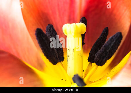 Orange und gelbe Flamme Tulpe Blume extreme Makro Nahaufnahme. Details von Tulip innere Blüte mit Stempel und Staubgefäße, Filament, Stigma, Blütenblätter sichtbar. C Stockfoto