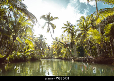 Berühmte instagrammed schiefen Palm Tree Maasin Fluss in Siargao, Philippinen - Menschen Spaß schwingen auf eine Kokospalme in den Dschungel Stockfoto