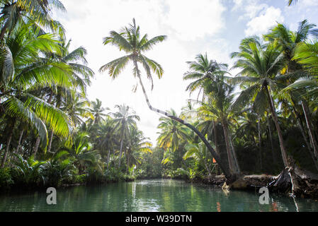 Berühmte instagrammed schiefen Palm Tree Maasin Fluss in Siargao, Philippinen - Menschen Spaß schwingen auf eine Kokospalme in den Dschungel Stockfoto