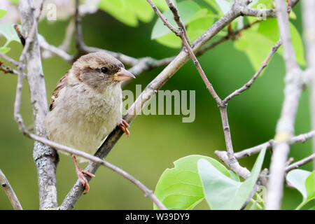 Spatz Vogel auf Ast. Sparrow songbird (Familie Gelbhalsmaus (Apodemus) sitzen und singen auf Ast inmitten grüner Blätter in der Nähe von bis Foto. Vogel Stockfoto