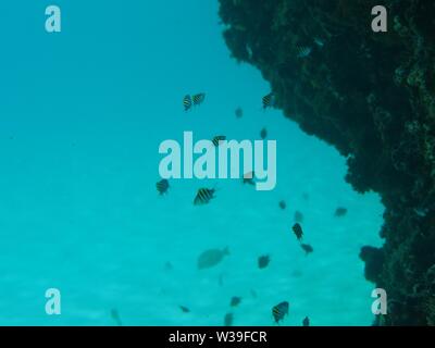 Sergeant Major (Abudefduf Saxatilis) Schwimmen in der Nähe zum Riff, Meads Bay, Anguilla, BWI. Stockfoto