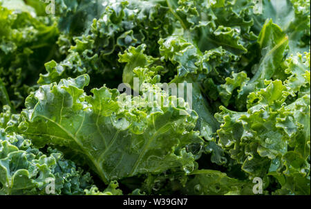 Frisch gewaschen und geputzt Kale verlässt bereit für Salat oder Kochen Stockfoto