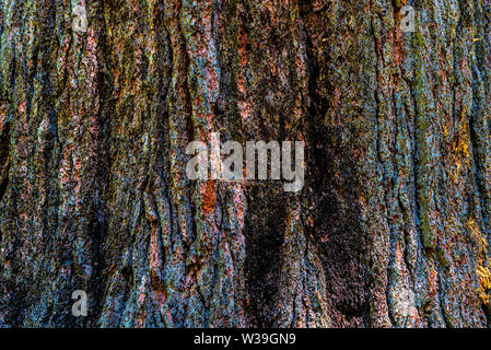 Nahaufnahme auf die Rinde der Ponderosa Kiefer - Pinus ponderosa - mit bunten Farben Blau, Pink, Gelb, Grün, von Flechten - Textur oder Hintergrund Stockfoto
