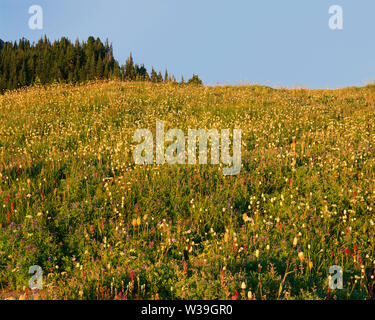 USA, Washington, Mt. Rainier National Park, Sonnenuntergang auf wildflower Meadow mit Lupin, Pinsel, bistort und fleabane in voller Blüte, ein Paradies. Stockfoto