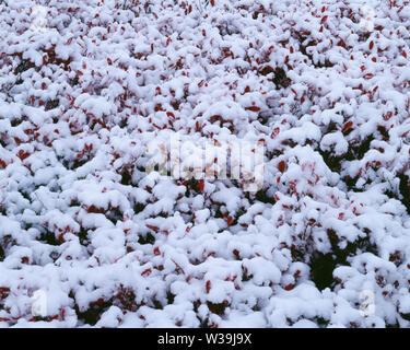 USA, Washington, Mt. Rainier National Park, Anfang Herbst Schnee auf farbigen Herbst huckleberry, Paradies. Stockfoto