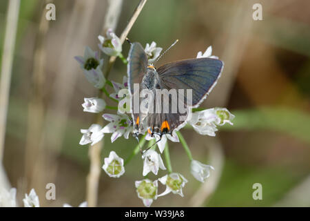 Graue Zipfelfalter Stockfoto