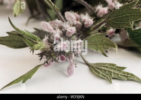 Wertvolle Heilpflanze - motherwort mit Blumen und Blätter auf einem weißen Hintergrund. Stockfoto