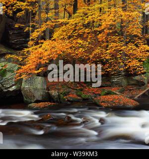 Blick in den herbstlichen Gebirgsfluss mit verschwommenen Wellen, frischen grünen moosigen Steinen und Felsbrocken am Flussufer, bedeckt mit bunten Blättern Stockfoto
