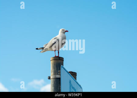 Möwe, stehend auf einem Pfosten vor einem blauen Himmel. Silberne Möwe (Larus novaehollandiae) Stockfoto