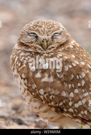 Grabungulle (Athene cunicularia), Zanjero Park, Arizona. Sie gelten in einigen Gebieten hauptsächlich aufgrund des Verlusts von Lebensräumen als gefährdet oder bedroht. Stockfoto