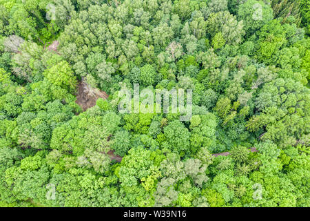 Antenne Blick von oben auf die Sommer grün Laubbäume in Wald.Drone Foto Stockfoto