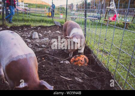 Schwein steht im Schlamm über einem Kürbis Stockfoto