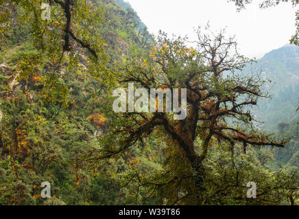 Bunte gigantischen Baum. Auf dem Weg nach langtang. Die trekking Route tiefen Wald von Mammut bunten Wäldern von Flechten gebildet. Stockfoto