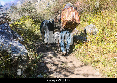 Lebensweise in der Himalaya Region in Nepal. Die Menschen waren, die in den Rücken. Transport von Sachen, die von der Stadt zum oberen Bergdorf. Stockfoto