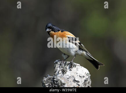 Brambling, Männchen im Zuchtgefieder Stockfoto