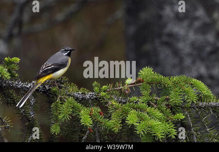 Graue Bachstelze, Motacilla cinerea, Männchen auf Fichtenzweig sitzend Stockfoto