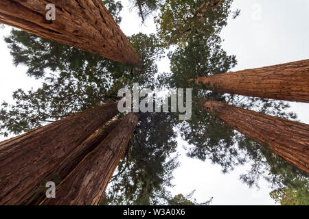 Low Angle Shot von mammutbäumen im Sequoia National Park, United States Stockfoto