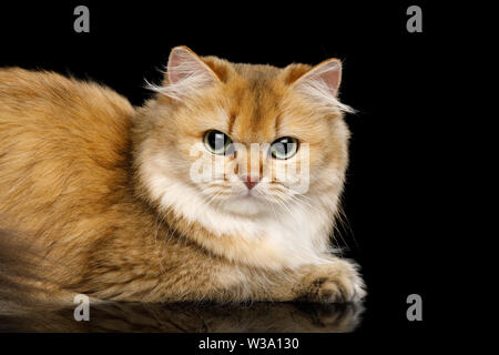 Close-up Verärgert britische Katze rot Chinchilla Farbe mit grünen Augen liegen auf Isolierte schwarze Hintergrund, Seitenansicht Stockfoto