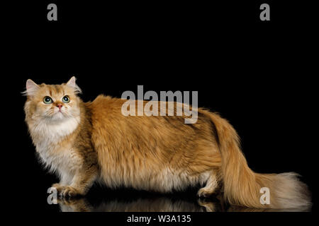 Britische Katze rot Chinchilla Farbe mit grünen Augen stand, blickte auf isolierten schwarzen Hintergrund, Seitenansicht Stockfoto