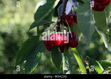 Süße Kirschen hängen an einem Kirschbaum Zweig. Stockfoto
