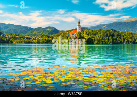 Erstaunlich Pink Lotus Blossom auf See. Schöne Seerose Blumen und berühmten Wallfahrtskirche auf der kleinen Insel im Hintergrund, der See von Bled, Slowenien, Stockfoto