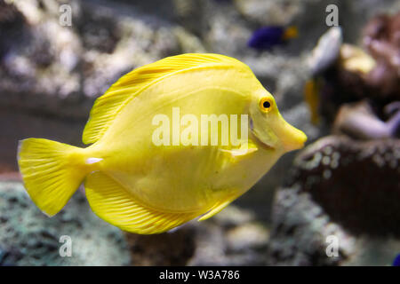 Captive Gelb Tang (Zebrasoma flavescens), ein Korallenriff Fische. Dream Aquarium im OKT Hafen. Shenzhen, Guangdong Province, China. Stockfoto