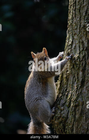 Portrait von ein graues Eichhörnchen schauen neugierig in die Kamera, während er auf einen Baum. Angehalten und halten fest an der Rinde, wie es Blickkontakt macht. Stockfoto