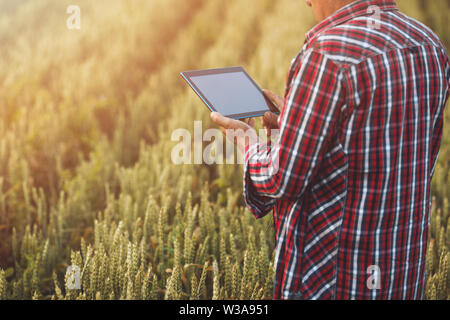 Bauern Hände mit Tablet-PC in einem Weizenfeld in der Nähe. Smart Farming, Mann mit Hilfe moderner Technologien in der Landwirtschaft Stockfoto