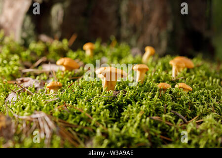 Pfifferlinge auf grünen Wald Moos. Helle Pilze im Sommer Wald. Close-up. Stockfoto