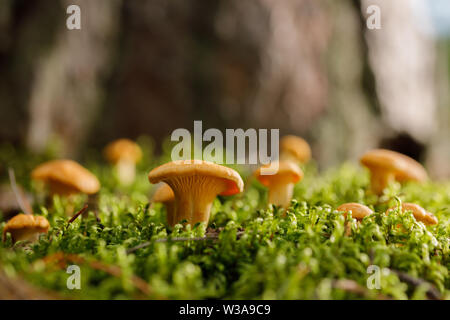 Pfifferlinge auf grünen Wald Moos. Helle Pilze im Sommer Wald. Close-up. Stockfoto