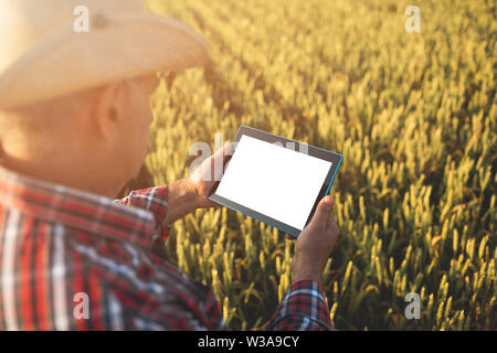 Bauern Hände mit Tablet-PC in einem Weizenfeld in der Nähe. Smart Farming, Mann mit Hilfe moderner Technologien in der Landwirtschaft Stockfoto