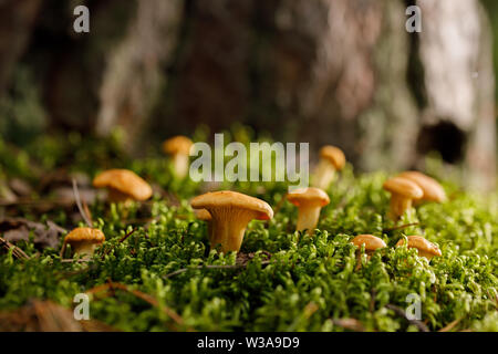 Pfifferlinge auf grünen Wald Moos. Helle Pilze im Sommer Wald. Close-up. Stockfoto