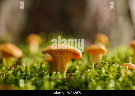 Pfifferlinge auf grünen Wald Moos. Helle Pilze im Sommer Wald. Close-up. Stockfoto