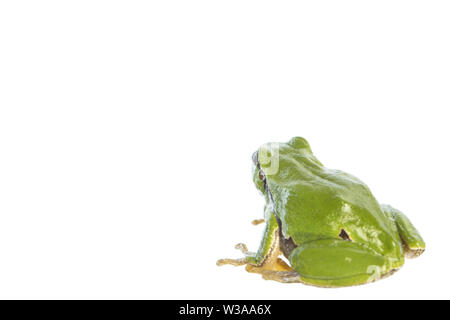 Laubfrosch (Hyla arborea) - mit Blick auf die weißen Hintergrund Stockfoto